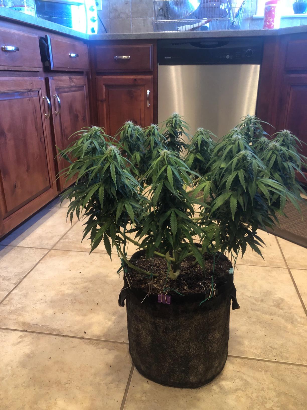 Humboldts Secret Starter Kit Pack, Plant Fertilizer & Hydroponic Nutrients customer photo 1