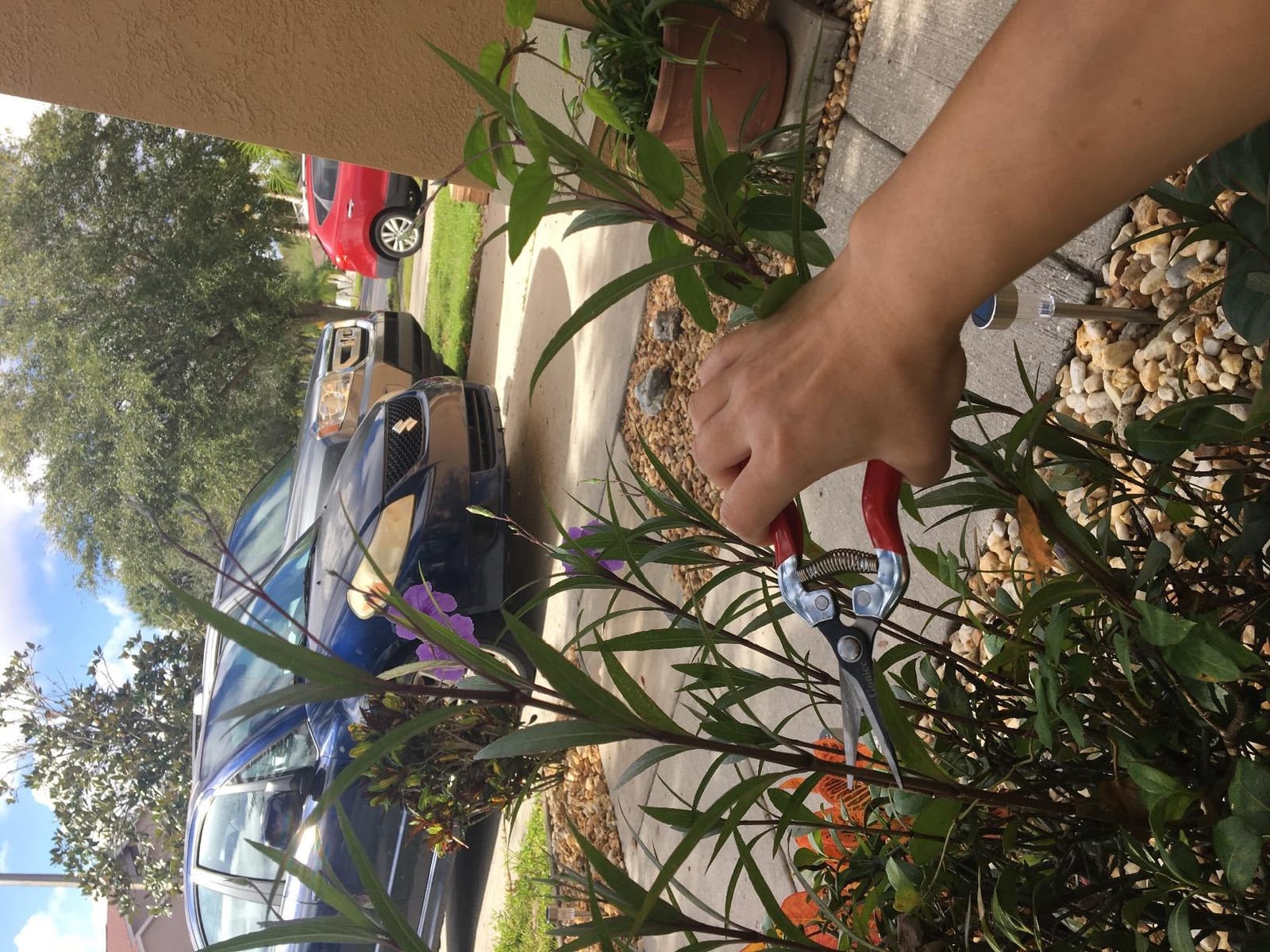 gonicc Micro-Tip Pruning Snips(GPPS-1008), Stainless Steel Garden Shears customer photo 1