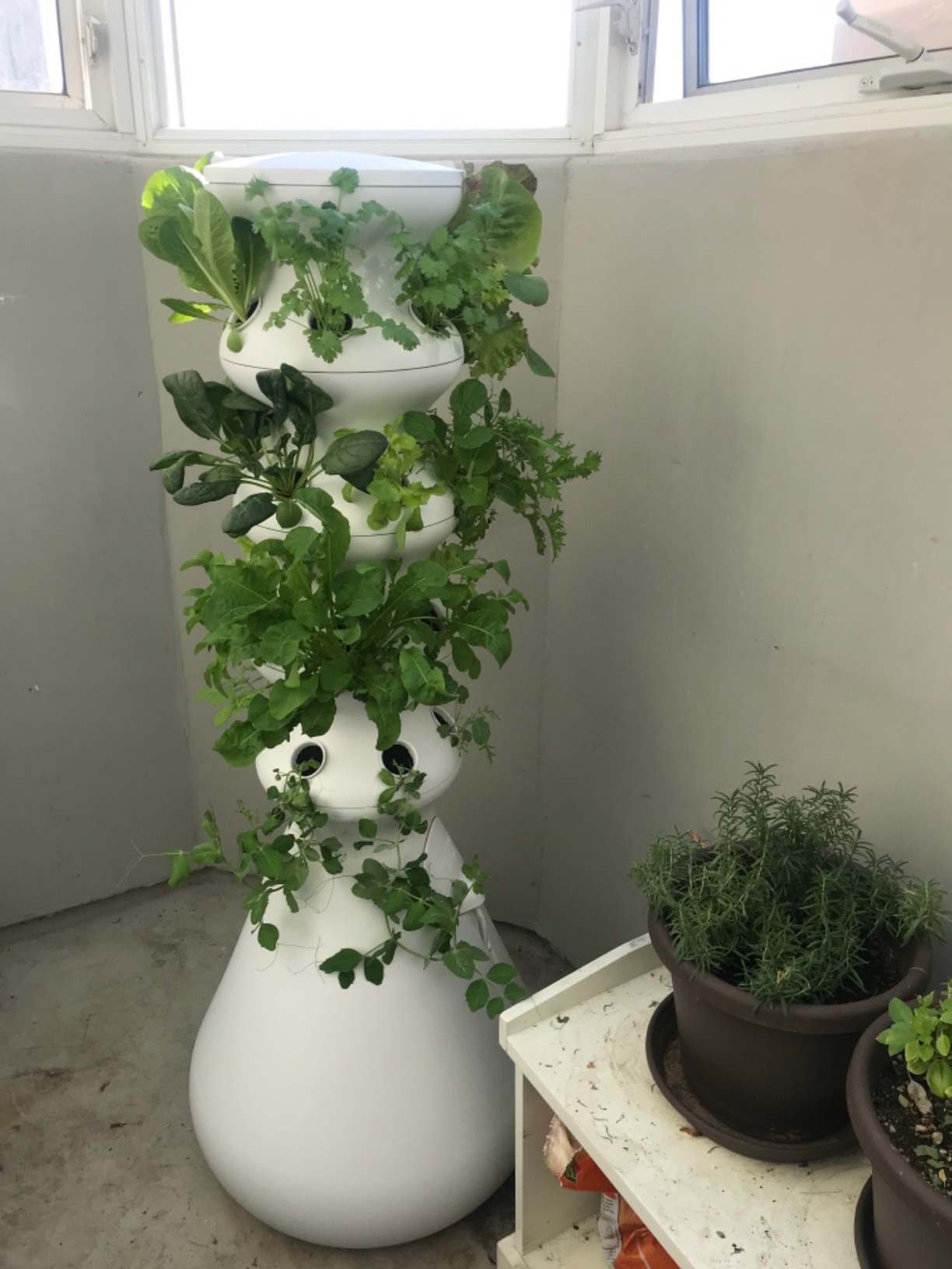 Lettuce Grow Farmstand Hydroponic Growing System, 24-Plant Indoor/Outdoor Vertical Garden, BPA-Free Food Grade, Made in USA customer photo 1