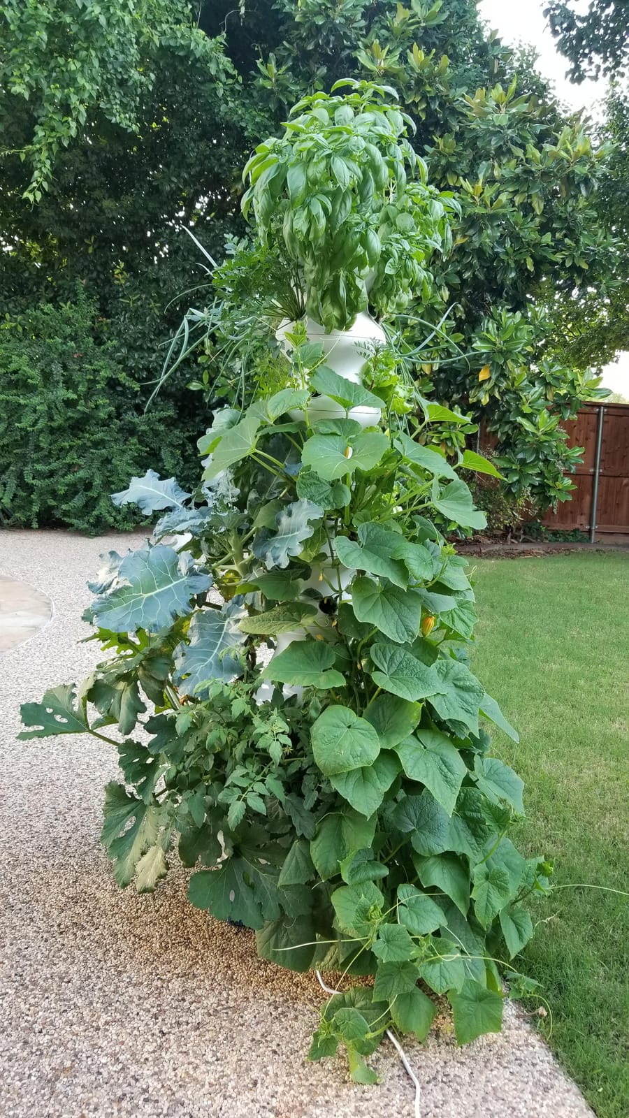Lettuce Grow Farmstand Hydroponic Growing System, 24-Plant Indoor/Outdoor Vertical Garden, BPA-Free Food Grade, Made in USA customer photo 2