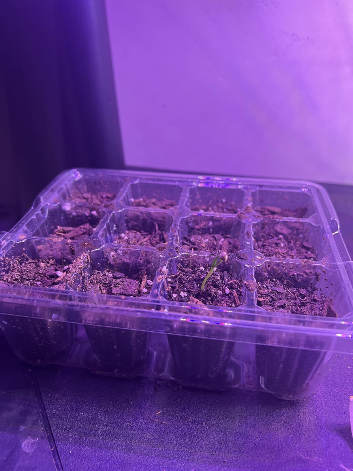 Bonviee Seed Starter Trays with 12-LED Grow Lights, Green, 5 Pack customer photo 1