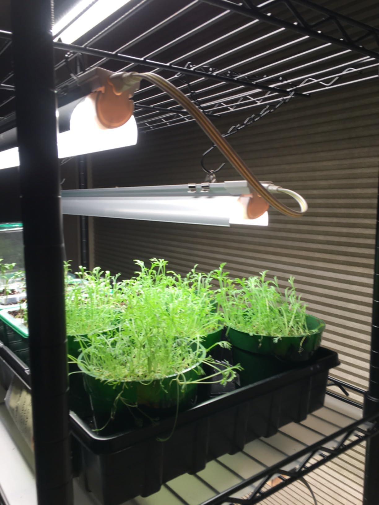 Bstrip DIY Plant Shelf with Grow Light, Adjustable, 29.5x13.8x70.9in customer photo 2