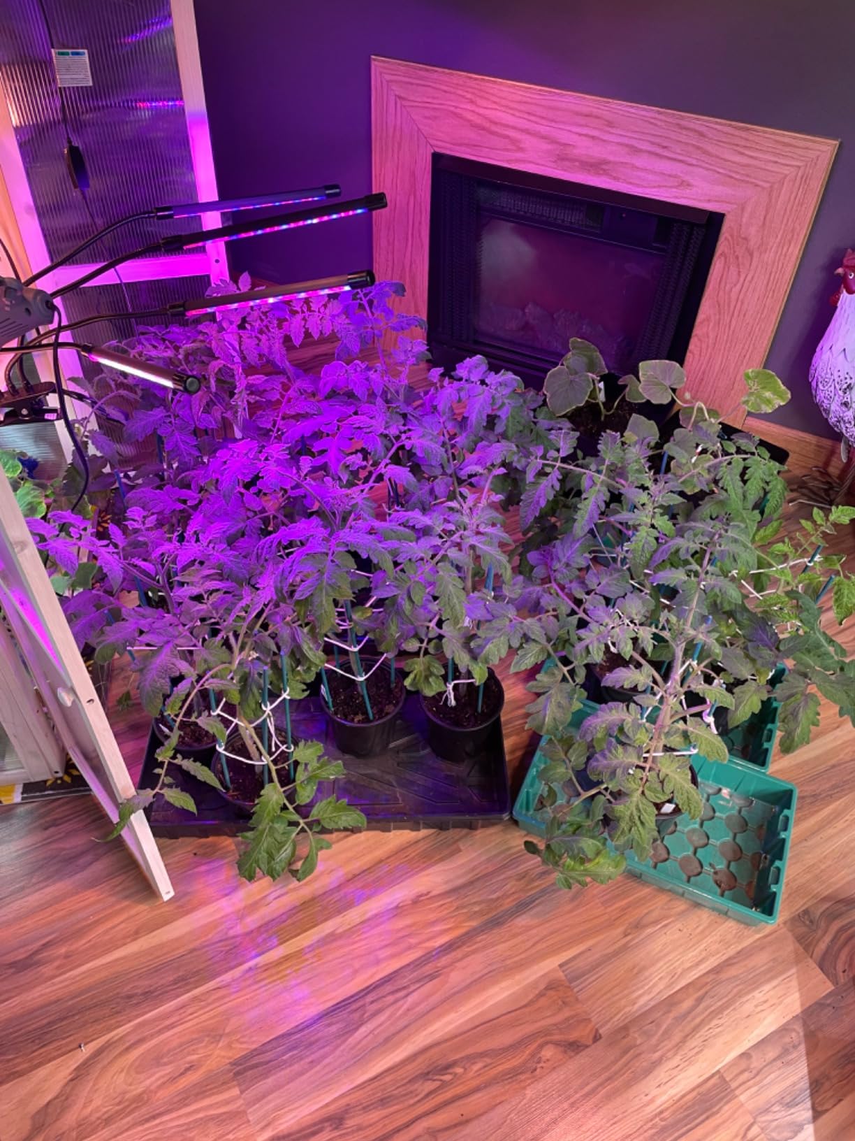 Barrina CX5Z Indoor Greenhouse with Grow Light, 180W, 4-Tier 35.4x13.8x59IN customer photo 2
