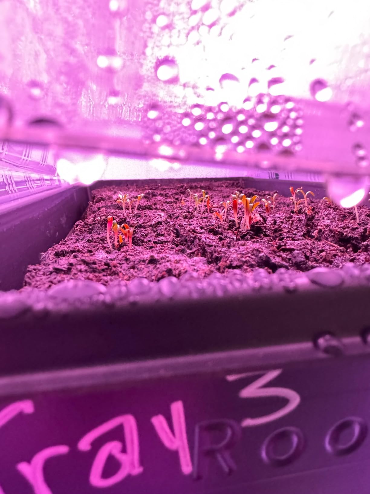 BlumWay Soil Blocker, 8 Cell 2 inch Soil Block Maker for Seed Starting customer photo 1