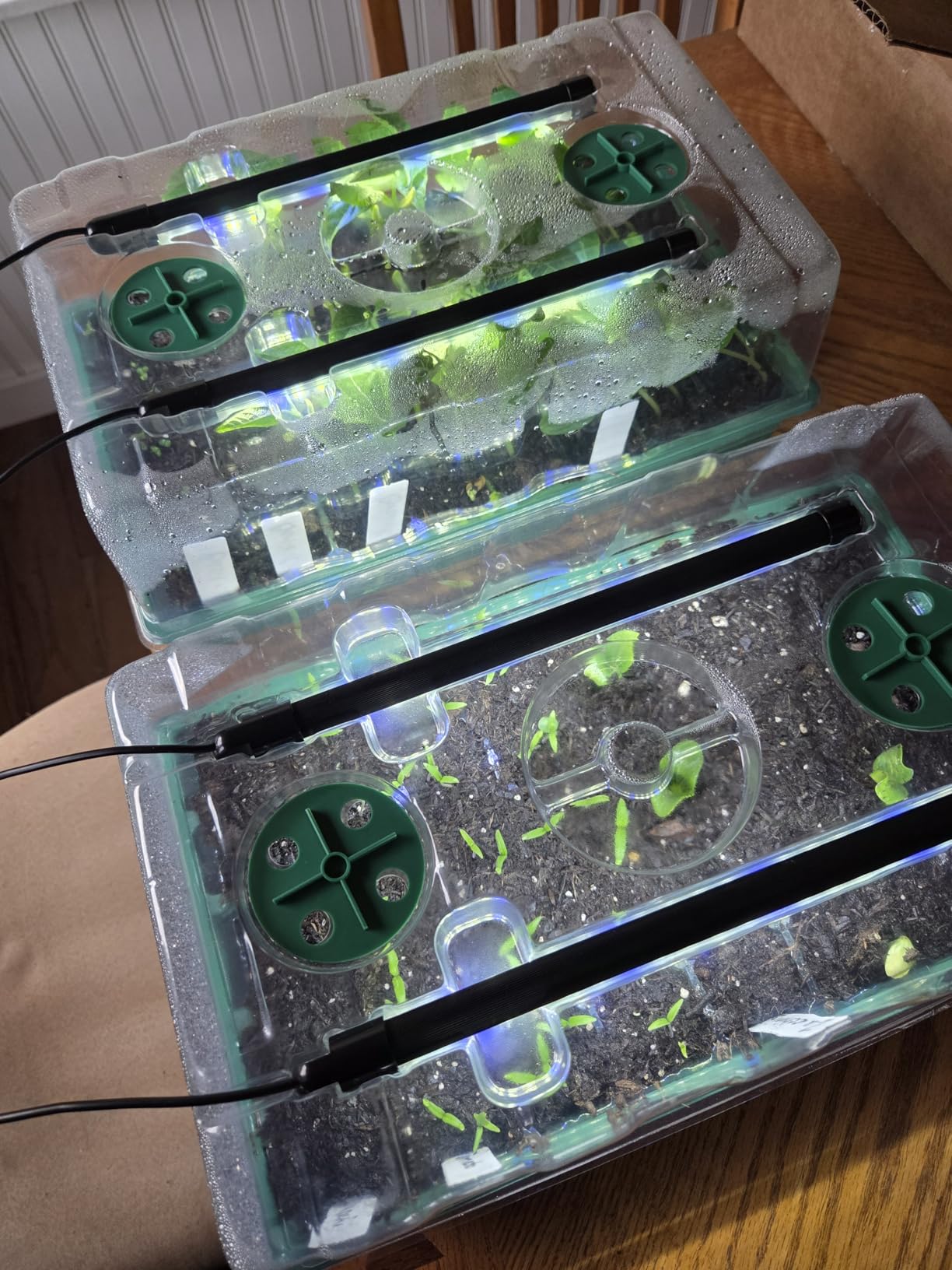 Sondiko Seed Starter Tray with Grow Light, 80 Cells Starter Kit customer photo 2