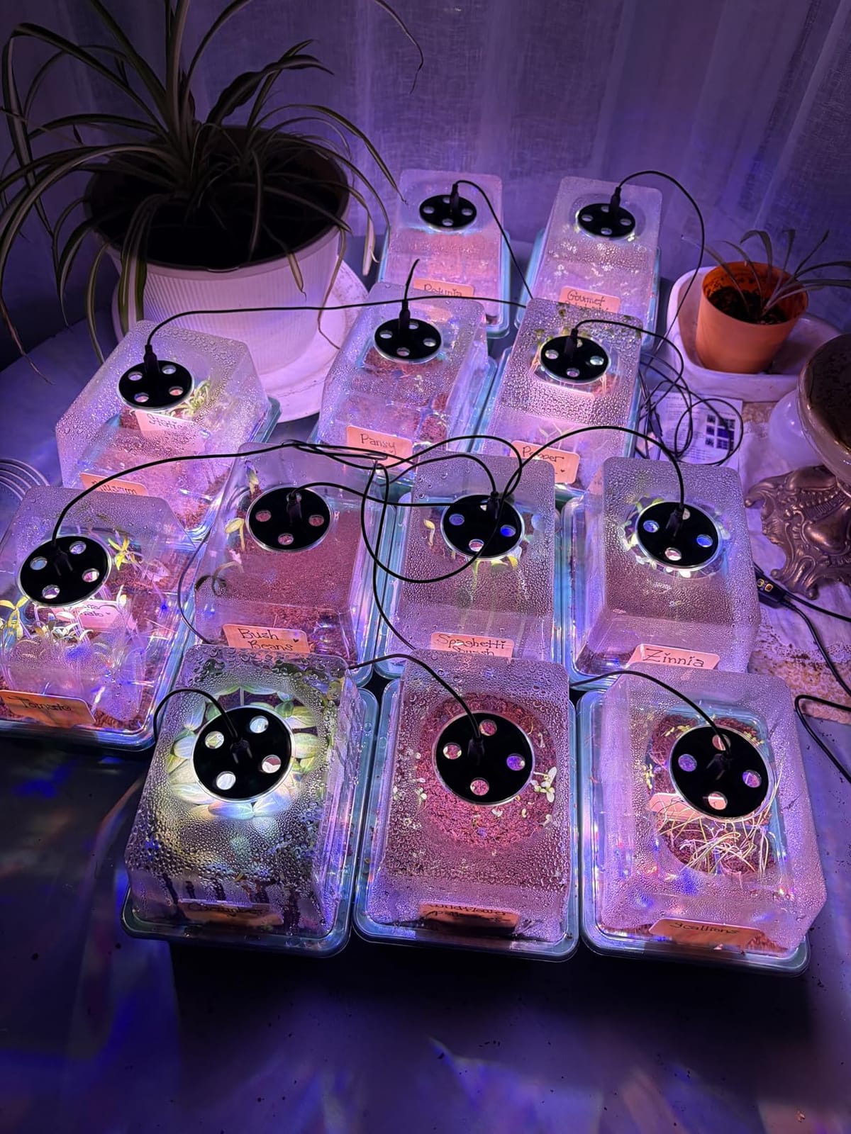 Seed Starter Trays with Grow Lights, 72 Cells Seed Starter Kit with Lights, 3 Lighting Mode, 4 Timing Set, Germination Kit for Seed Starting Trays, Seedling Starter with High Humidity Control Domes customer photo 2