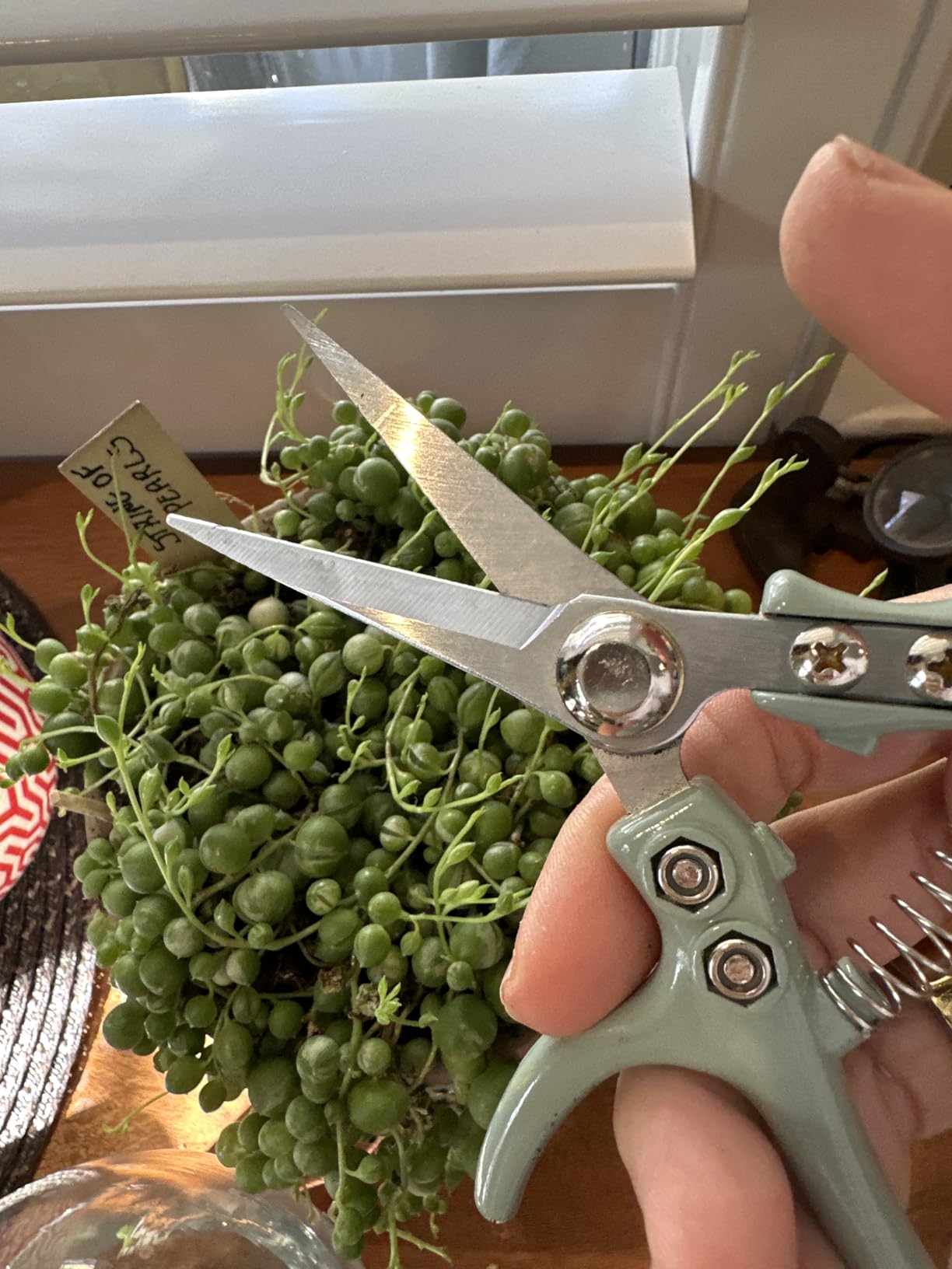 Modern Sprout Pruning Shears - Garden Snips - Herb Scissors - Sage 1-Pack customer photo 1