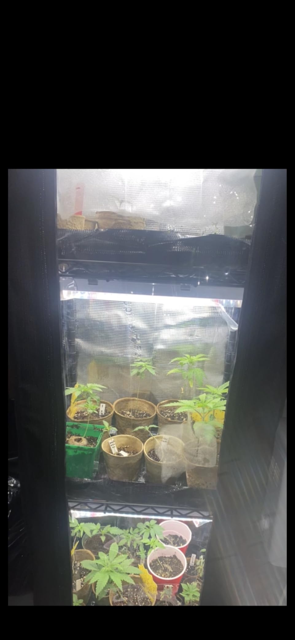 Spider Farmer 4 Tier Mini Greenhouse Plant Shelf with Grow Lights Indoor customer photo 2