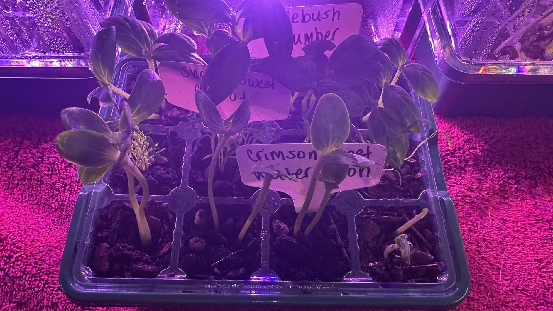MIXC 6 Pack Seed Starter Kit with Grow Light, Vented Humidity Dome, Green customer photo 2