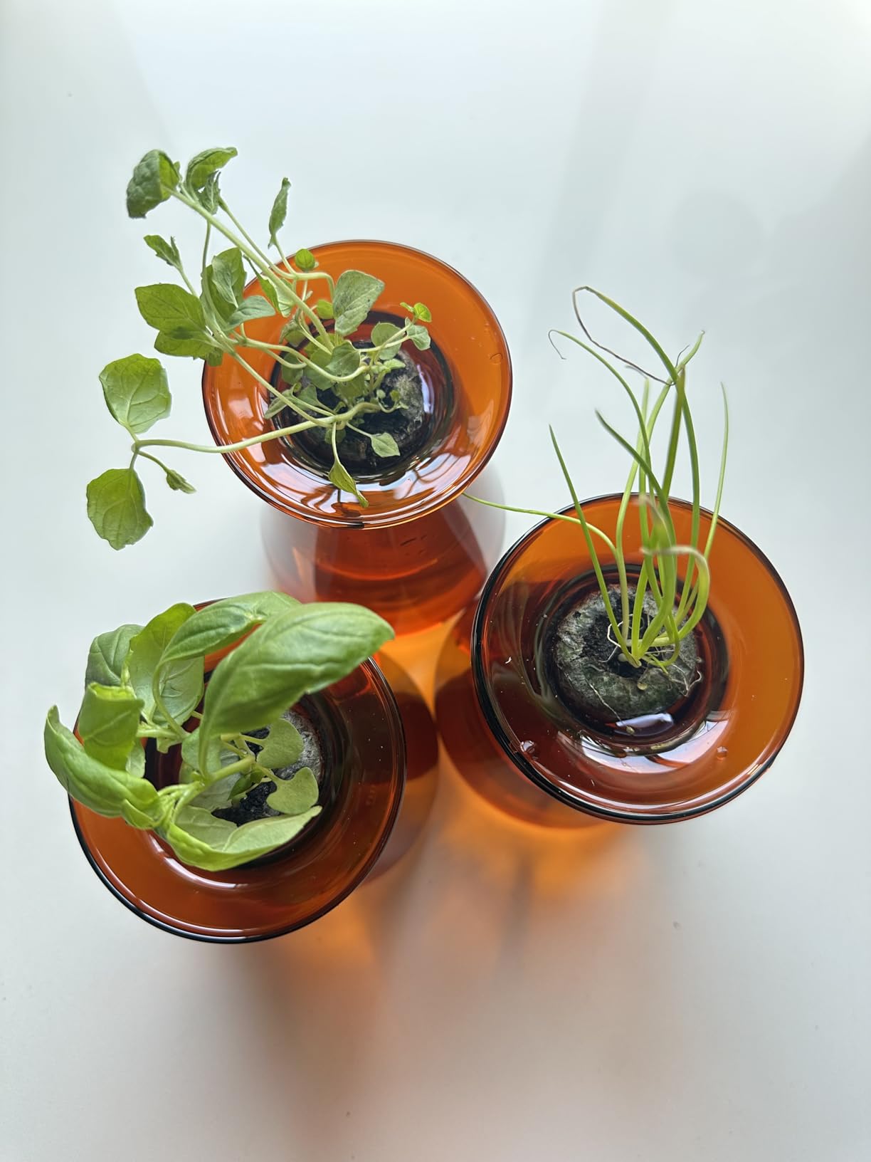 Lettuce Grow Counterstand | Hydroponic Kit with LED Grow Light | Compact customer photo 1