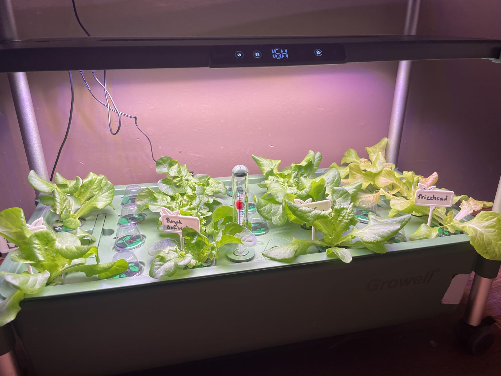 Growell Large Basket Hydroponics Growing System Kit, 32 Pods Vertical Hydroponic Garden with 2 Grow Light Modes, Auto Circulating Water System, 32L Indoor Gardening System for Herb Vegetable Fruit customer photo 2