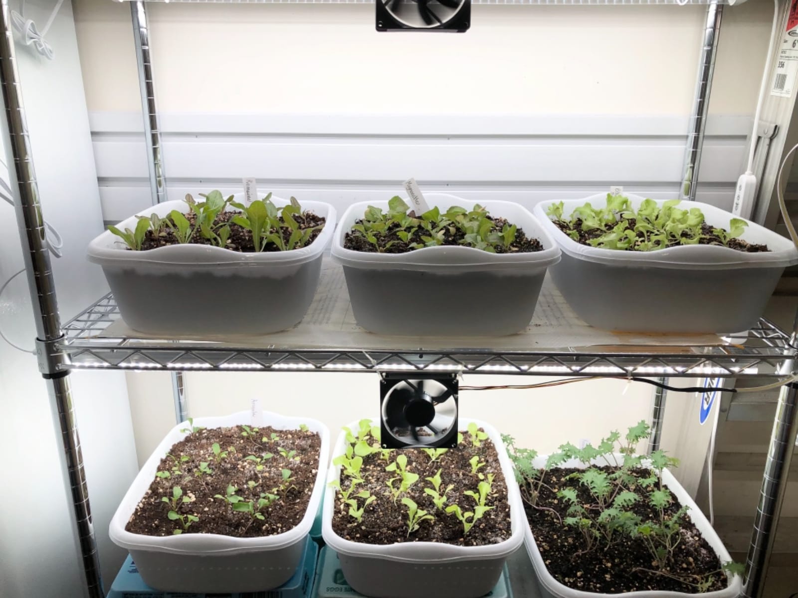 JESLED Indoor Greenhouse with Grow Light, 29.5x13.8x70IN customer photo 1